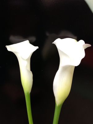 白カラー_d0099708_13521592.jpg