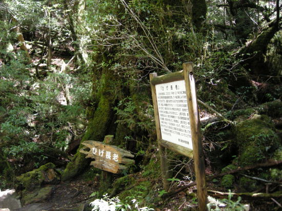 屋久島へ①　太忠岳　2013.05.12　_f0196109_13381977.jpg