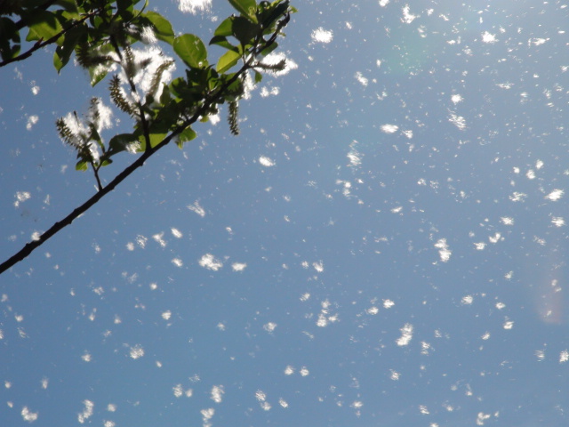 ミネヤナギ 峰柳 綿のように舞う 徳ちゃん便り