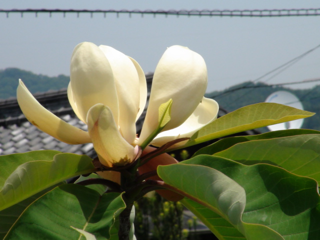 朴（ホウ）の花と大山（オオヤマ）レンゲの花_f0231709_15212831.jpg