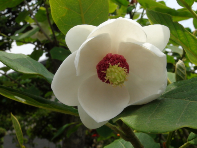 朴（ホウ）の花と大山（オオヤマ）レンゲの花_f0231709_1530018.jpg