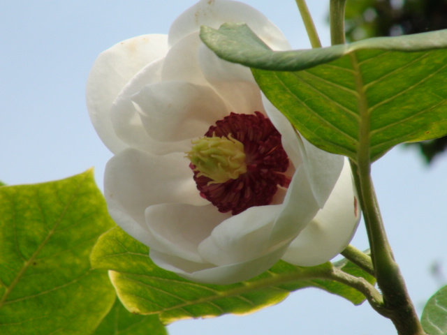 朴（ホウ）の花と大山（オオヤマ）レンゲの花_f0231709_15312332.jpg