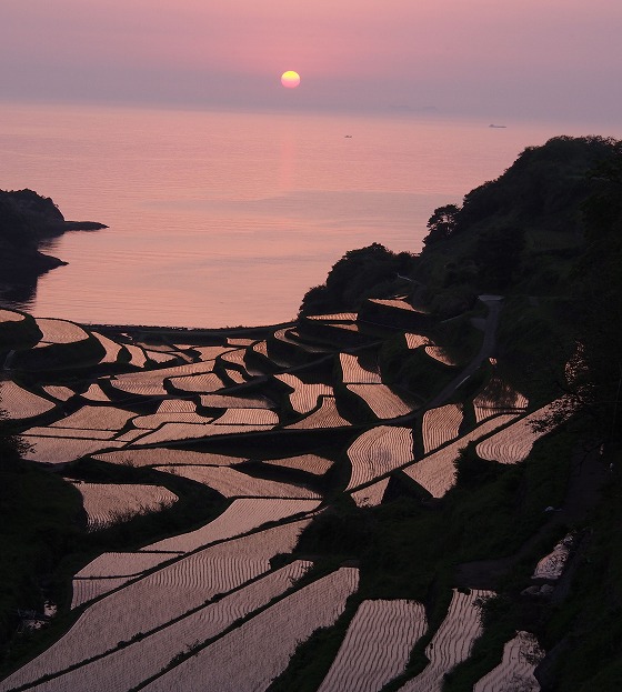 玄海町浜の浦棚田撮影（５．１３）_f0083712_205828.jpg