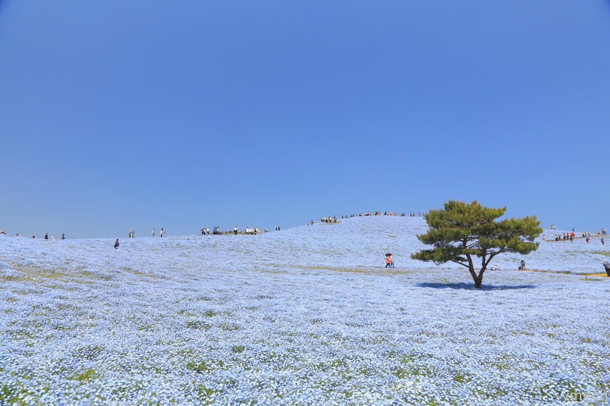 国営ひたち海浜公園（２）_f0157812_8294057.jpg