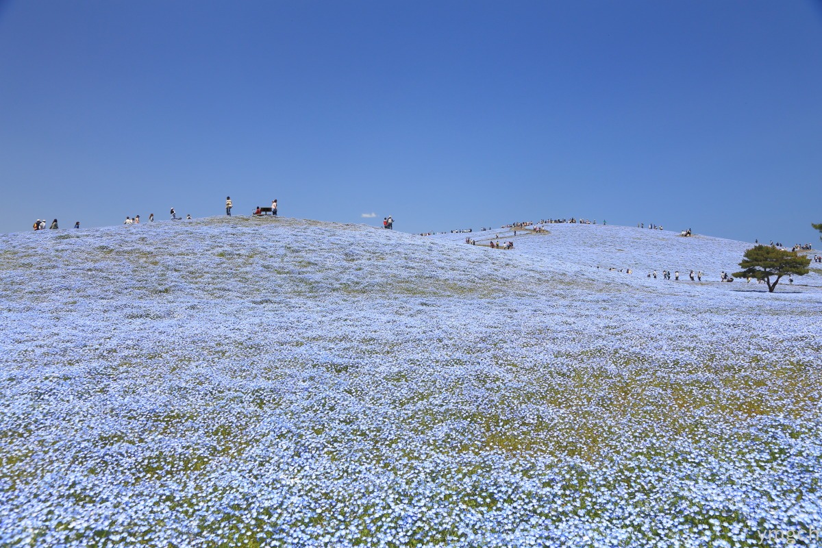 f0157812_8335772.jpg
