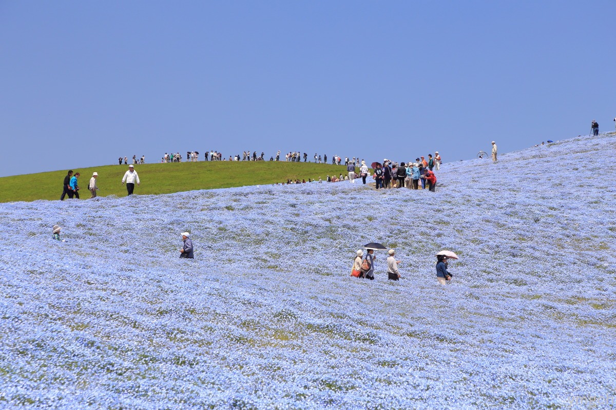 国営ひたち海浜公園（２）_f0157812_83677.jpg