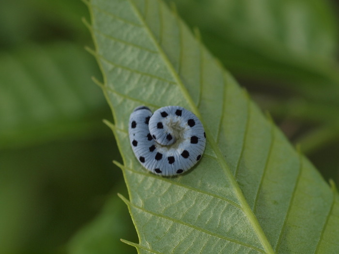 クリハバチの幼虫_c0116915_062873.jpg