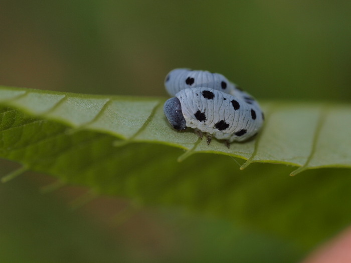 クリハバチの幼虫_c0116915_06378.jpg