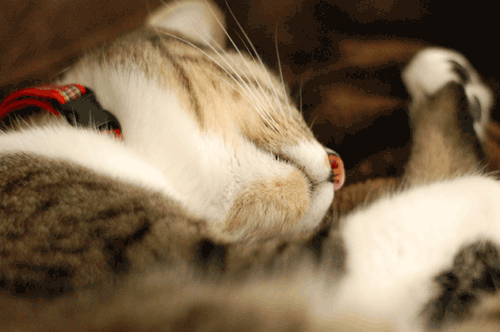 a0277118_19352841.gif