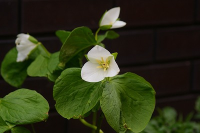 f0170524_1903510.jpg