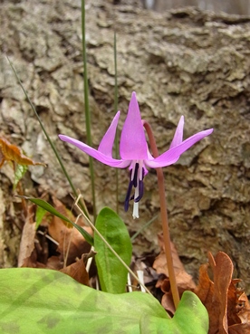 c0204725_126292.jpg