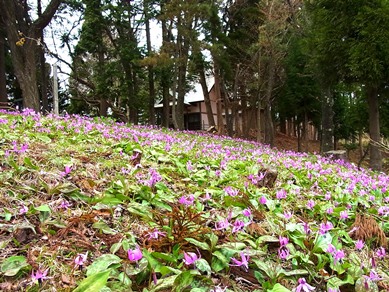 2013カタクリ群生地新発見！_c0204725_1265917.jpg