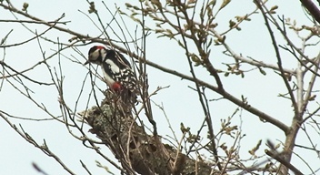 2013カタクリ群生地新発見！_c0204725_1291042.jpg