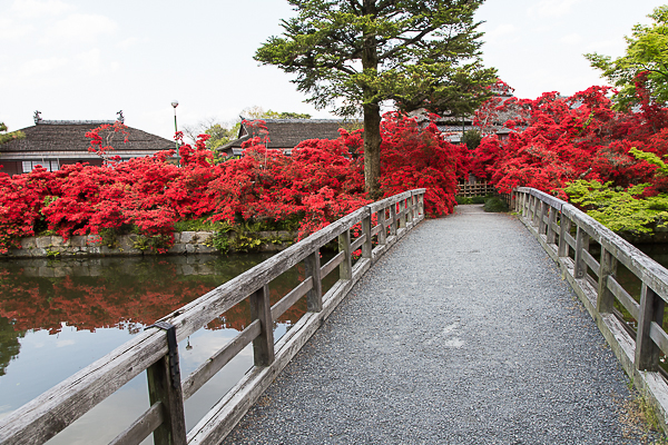 長岡天満宮のキリシマツツジ 2013_a0166729_23314884.jpg