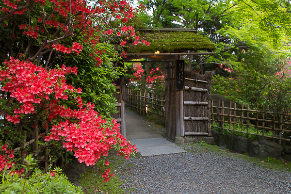 長岡天満宮のキリシマツツジ 2013_a0166729_23322936.jpg