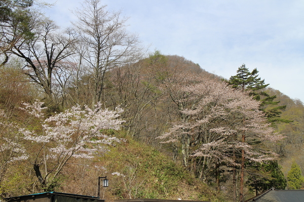 新緑がキレイです！_c0213830_10592398.jpg
