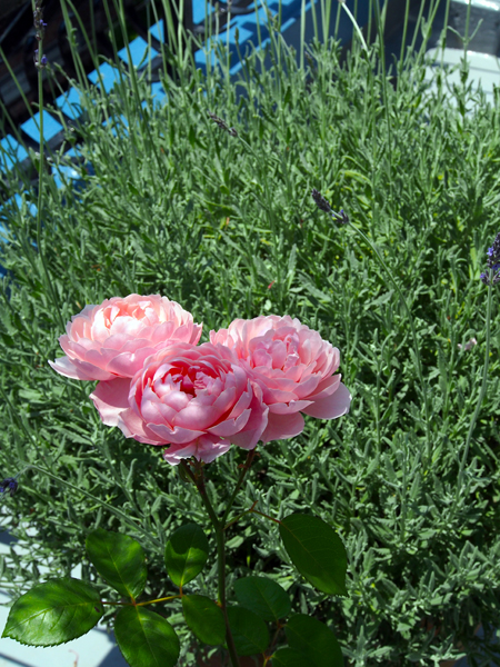 e0243332_12274453.jpg