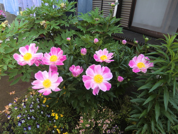 a0006033_15264158.jpg
