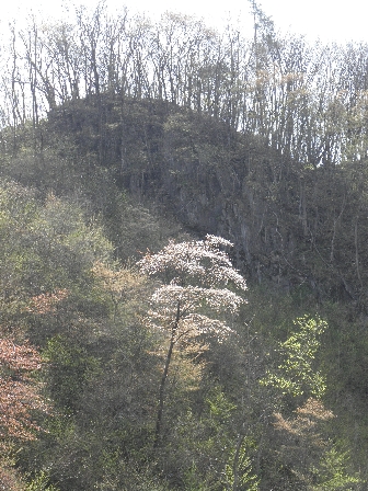 岩泉 春の花図鑑_b0206037_18412865.jpg