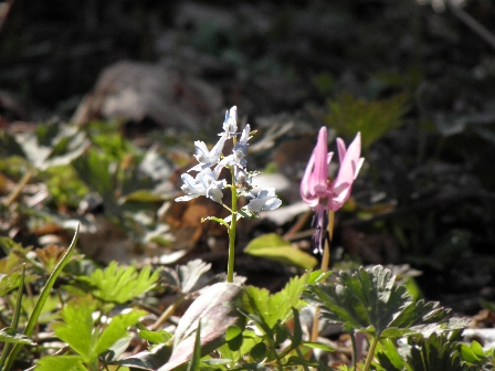 岩泉　春の花図鑑_b0206037_18473022.jpg