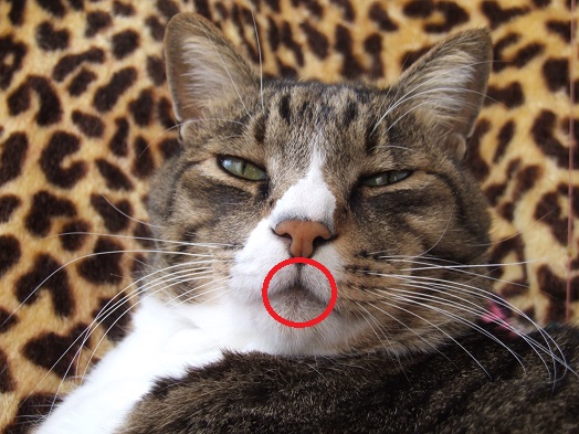 猫の口元はベンツのエンブレム 油絵画家 永月水人のart life 猫の口元はベンツのエンブレム 油絵画家 永月水人のart life