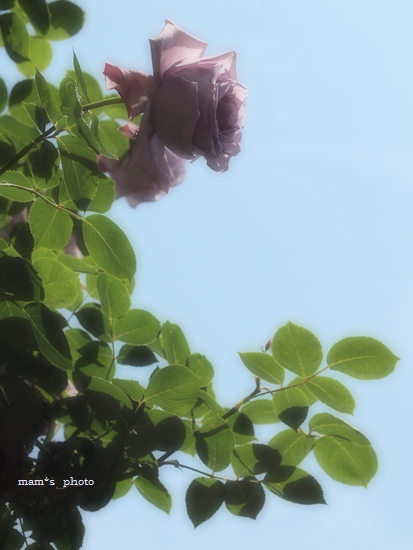e0081339_21573850.jpg