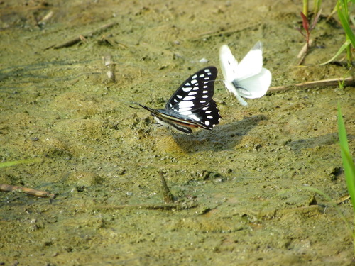 ミカドアゲハ 知多半島産_d0254540_14554563.jpg