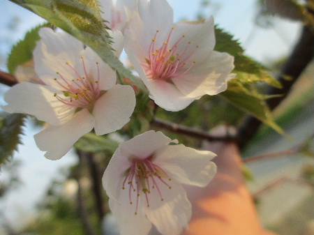 5年目の桜_d0154344_18461988.jpg