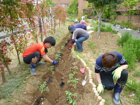 野菜苗植え♪_e0177644_10383776.jpg