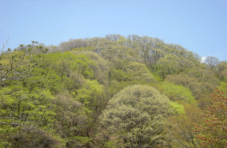 5月15日　赤城山 水辺の広場の花たち_a0001354_2329070.gif