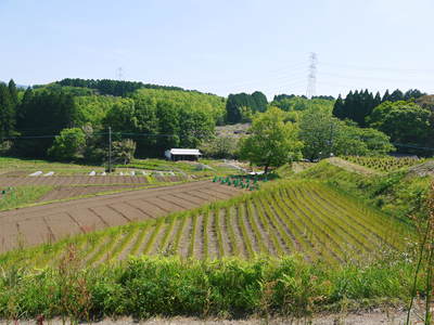 走る豚 「やまあい村」と「走る豚」誕生秘話_a0254656_1730591.jpg