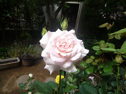 b0045357_14341567.jpg
