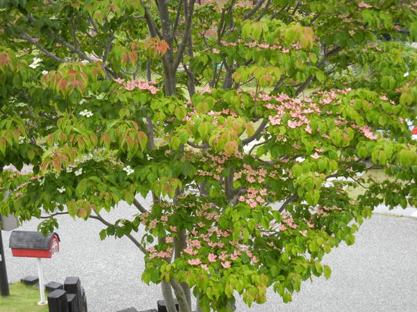 ’13,5,15(水)秘密の花園!_f0060461_1255172.jpg