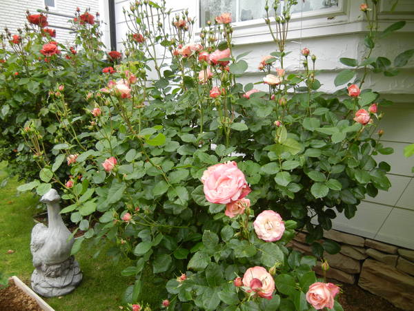’13,5,15(水)秘密の花園!_f0060461_137733.jpg