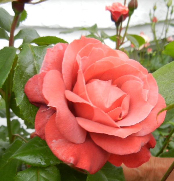 ’13,5,15(水)秘密の花園!_f0060461_1950384.jpg