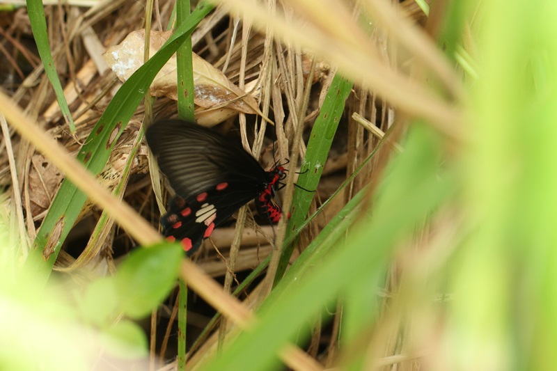 西表島のチョウ②_a0183666_20385132.jpg