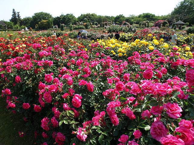 京成バラ園 2013 春 （5/15）_b0006870_2393615.jpg