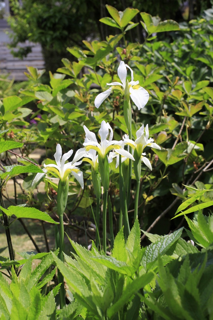 白花のアヤメ_a0107574_1712044.jpg