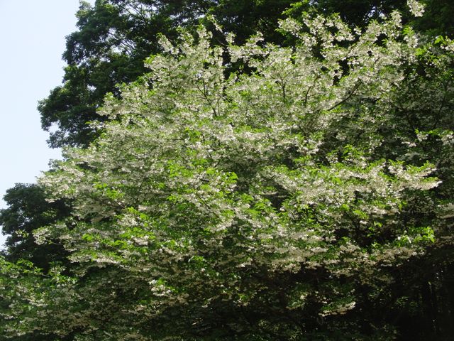 a0061977_11535323.jpg