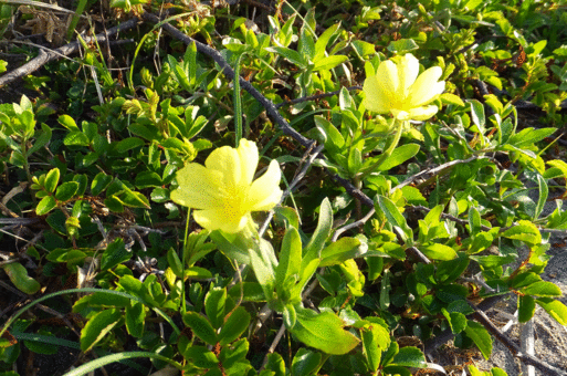 浜ヒルガオ　　海辺の植物_b0159780_029560.gif