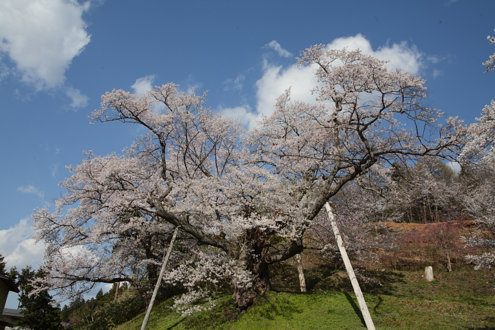 置賜桜回廊　殿入りザクラ_e0165983_1091290.jpg