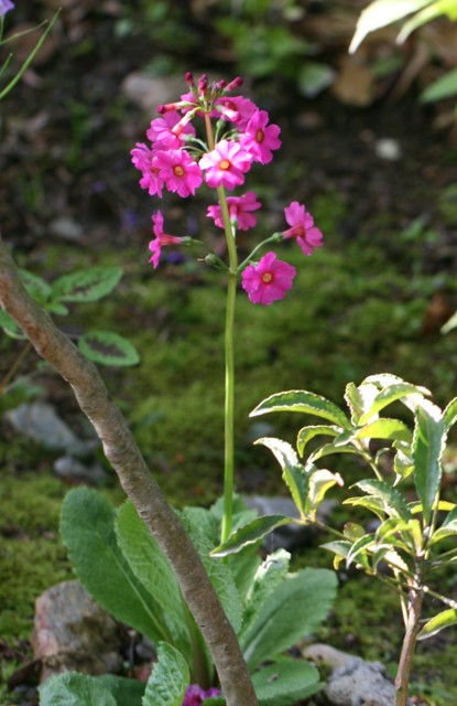 春の庭は花盛り３　クリンソウ・サクラソウ_c0144185_22435260.jpg