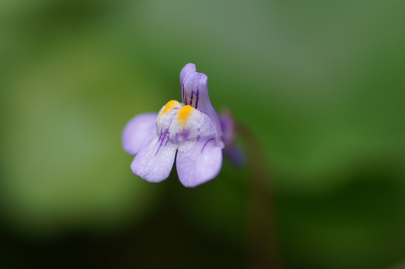 紫のちいさな花_f0217886_1323441.jpg