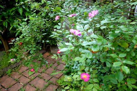 f0137694_0505214.jpg