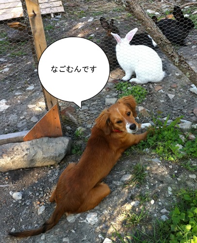 犬とウサギ2_f0106597_4254597.jpg