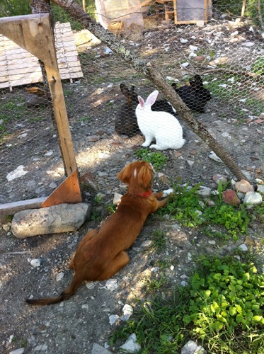 犬とウサギ2_f0106597_426455.jpg