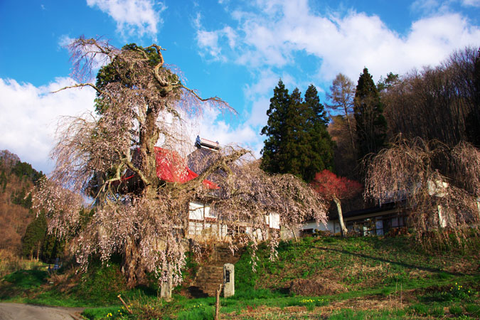 長野県　信濃町の「称名寺の枝垂れ桜」_a0263109_11172041.jpg