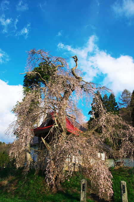 長野県　信濃町の「称名寺の枝垂れ桜」_a0263109_1117265.jpg