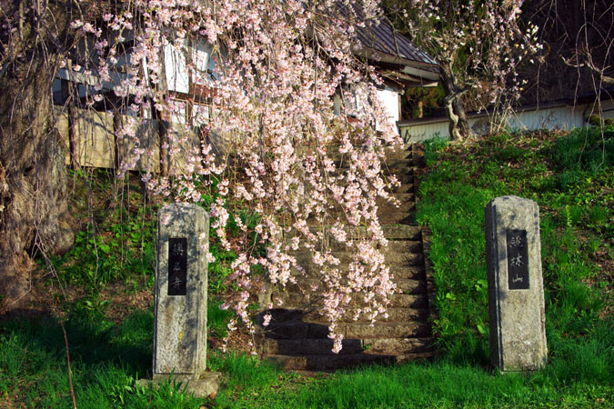 長野県　信濃町の「称名寺の枝垂れ桜」_a0263109_1117397.jpg