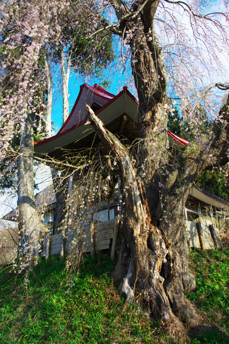 長野県　信濃町の「称名寺の枝垂れ桜」_a0263109_11174440.jpg